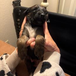 Prince Blue - Red male Afghan Hound puppy in Cottonwood, California from California Royal Afghans