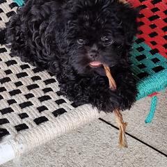 Affenpinscher and Rhodesian Ridgeback Puppies from Tamari Affenpinchers and Oakhurst Rhodesians