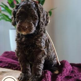 Walnut - Chocolate male Australian Labradoodle puppy in Castlewood, Virginia from Clinch River Labradoodles
