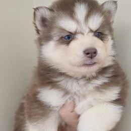 Pia - Red and white female Siberian Husky puppy in Woodlawn, Virginia from Delta Huskies