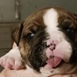 Joe - Red brindle male Bulldog puppy in Salem, Illinois from Itsabulldogthing