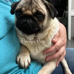 Jessimae - Pug