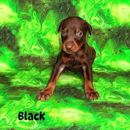 Black Collar - Red and rust male Doberman Pinscher puppy in Louisville, Kentucky from Ruiz Dobermans