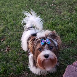 Biewer Terrier and Poodle Puppies from Ice Ice Baby Biewers & Poodles