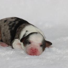Girl 8 - female Australian Shepherd puppy in Circleville, Utah from Canyon Creek Aussies