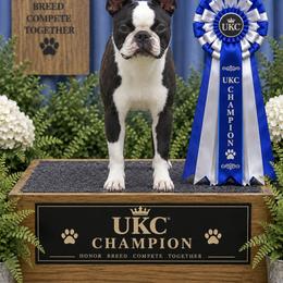 CH Zeke - Boston Terrier