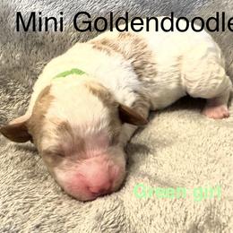 Green collar girl - Parti female Goldendoodle puppy in Vian, Oklahoma from Dog Days Doodles