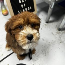 Bernedoodle and Goldendoodle All Grown Up from Austin Doodles & Poodles