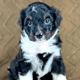 BTF2 - Black tri-color female Aussiedoodle puppy in Prague, Oklahoma from Classic K9’s  Aussies & Doodles