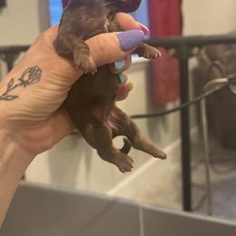 Sicily - Chocolate and tan female Dachshund puppy in Frederick, Colorado from Get low Mini Dachshunds