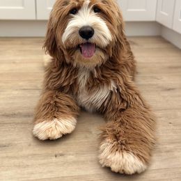 Bernedoodle, Goldendoodle, and Golden Mountain Doodle Puppies from Sonoran Standard Doodles