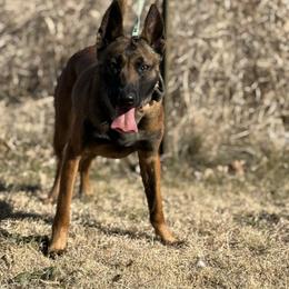 Kapri - Belgian Malinois
