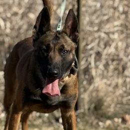Kapri - Belgian Malinois