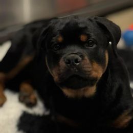Rottweiler and Yorkshire Terrier Puppies from Superior Family Kennels