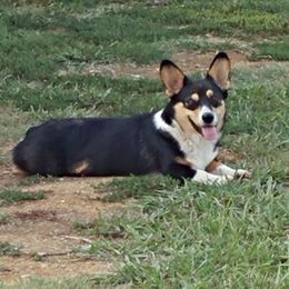 Loretta  - Pembroke Welsh Corgi