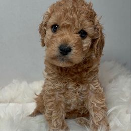 Holly - Cream female Cockapoo puppy in Denver, Pennsylvania from Greenview Puppies