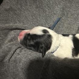 Boy 2 - Parti male Miniature Schnauzer puppy in Tacoma, Washington from AKC Nordwest Schnauzers