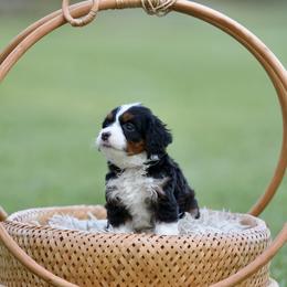 Magazine - Tri-color female Bernedoodle puppy in Denham Springs, Louisiana from GimiPup Doodles