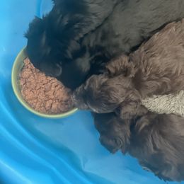 Miniature Schnauzer Puppies from Rodriquis Pasley