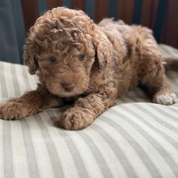 Guppy - Merle male Goldendoodle puppy in Rush, New York from Care Bear Puppies