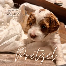 Pretzel - White Maltipoo puppy in Weatherford, Texas from Aprishew Maltipoo