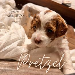 Pretzel - White Maltipoo puppy in Weatherford, Texas from Aprishew Maltipoo