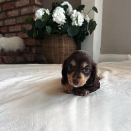 Maple - Chocolate and tan female Dachshund puppy in San Diego, California from Enchanted little dachshunds