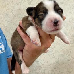 Akc Sable Fluffy Male with Tail - Sable male Pembroke Welsh Corgi puppy in Rochester, Indiana from Stacy’s Pembroke Welsh Corgis