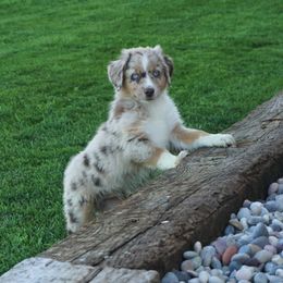 Australian Shepherd Puppies from Pole Canyon Australian Shepherds