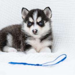 Blue - Black and white male Pomsky puppy in Spring City, Pennsylvania from Pomsky Power Puppies