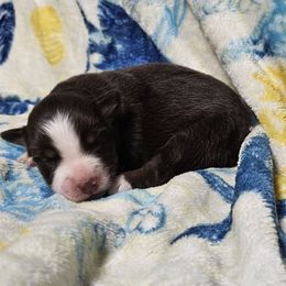 Girl 1 - Red tri female Miniature Australian Shepherd puppy in Bethany, Connecticut from Tini Thyme Mini Aussies