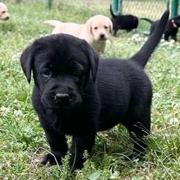 Amethyst - Black female Labrador Retriever puppy in Rock Hill, South Carolina from North Star Retrievers