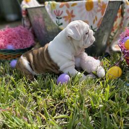 Bulldog Puppies from Semper Fi Bulldogs
