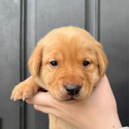 Daphne - Yellow female Labrador Retriever puppy in Great Falls, Montana from Yogo Point Kennels