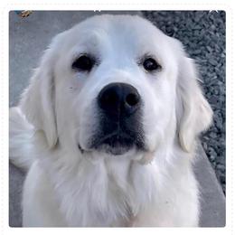 Claire - Light golden female Golden Retriever puppy in Oregon from A Goldens First Love