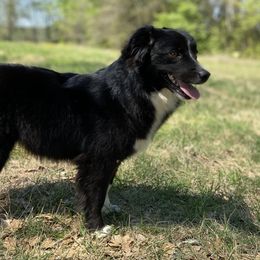 Miniature Australian Shepherds and Toy Australian Shepherds from Prickly Pear Pups