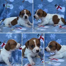 Rudy - Piebald male Dachshund puppy in Gatesville, Texas from Emily’s Doxie Domain