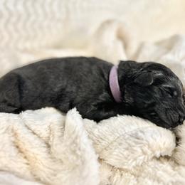 German Shepherd Puppies from Wehrhaus German Shepherds