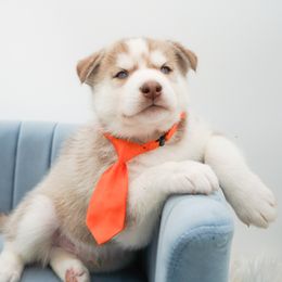 Golden Retriever, Miniature American Shepherd, and Siberian Husky Puppies from HuskiesAndGoldensWithFinesse