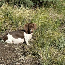 Greta - Dachshund