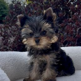 Girl 1 - Black and gold female Yorkshire Terrier puppy in Bonney Lake, Washington from Yorkies Boutique