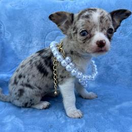 Gucci (tiny runt) AKC - Merle female Chihuahua puppy in Seneca, Missouri from Stephanie’s Puppy Colony