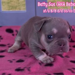Betty Sue - Tricolors female French Bulldog puppy in Spokane, Washington from Lilac City Frenchies