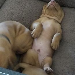 Vizsla Puppies from Tappancs Vizslas