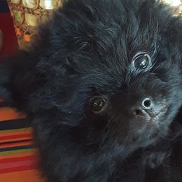 Pomeranians from RoseCedar Pomeranians