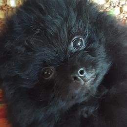 Pomeranians from RoseCedar Pomeranians