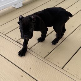 Cane Corso Puppies from Better Than You Cane Corso’s
