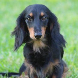 Lady - Dachshund