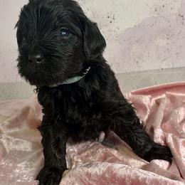 Nicky the Baron of Kent - Black male Goldendoodle puppy in Stoughton, Wisconsin from Mandi's Doodles