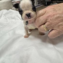 Star - Black brindle and white female Boston Terrier puppy in Goshen, Ohio from Washburns bostons